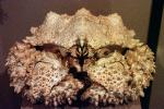 Umbrella Crab, Turtle Crab, (Cryptolithodes sitchensis), Malacostraca, Decapoda, Anomura, Lithodidae, lithodid, AARV01P07_12