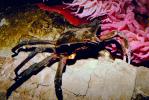 Kelp Crab, (Pugettia productus), Malacostraca, Decapoda, Brachyura, Epialtidae, Biomimicry, AARV01P07_17.1708