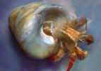 Hermit Crab, Pagurus samuelis, AARV01P08_01