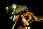 Hermit Crab, Pagurus samuelis, AARV01P08_02.4096