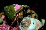 Hermit Crab, Pagurus samuelis, AARV01P08_03.4097