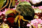 Hermit Crab, Pagurus samuelis, AARV01P08_05.1708