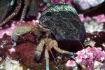 Hermit Crab, (Pagurus samuelis), AARV01P08_05