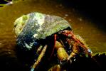 Hermit Crab, Pagurus samuelis, AARV01P08_06.1708