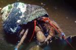 Hermit Crab, (Pagurus samuelis), AARV01P08_06