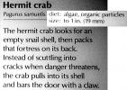 Hermit Crab, (Pagurus samuelis), AARV01P08_07