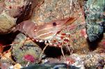 Spot Shrimp, California Spot Prawn, (Pandalus platyceros), Malacostraca, Decapoda, Caridea, Pandalidae, AARV01P08_10