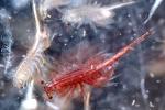 Brine Shrimp [Artemia], AARV01P08_11C