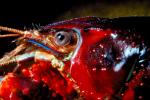 Red Crayfish, AARV01P09_01.4097
