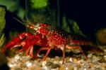 Red Crayfish, AARV01P09_02.1708