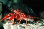 Red Crayfish, AARV01P09_02
