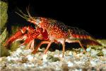 Red Crayfish, AARV01P09_02B