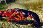 Red Crayfish, AARV01P09_04.1708