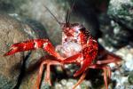 Red Crayfish, AARV01P09_05