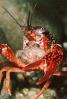 Red Crayfish, AARV01P09_05B