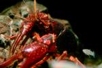 Red Crayfish, AARV01P09_07.4097