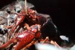 Red Crayfish, AARV01P09_07