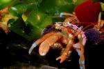 Hermit Crab, AARV01P09_09.4097