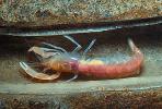 Ghost Shrimp, (Neotrypaea californiensis), Malacostraca, Decapoda, Axiidea, Callianassidae, (Callianassa californiensis), AARV01P09_12.2565