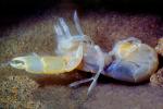 Ghost Shrimp, (Neotrypaea californiensis), Malacostraca, Decapoda, Axiidea, Callianassidae, (Callianassa californiensis), AARV01P09_13