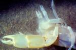 Ghost Shrimp, (Neotrypaea californiensis), Malacostraca, Decapoda, Axiidea, Callianassidae, (Callianassa californiensis), AARV01P09_13B