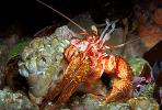 Hermit Crab, AARV01P09_18.2565