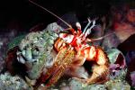 Hermit Crab, AARV01P09_18