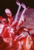 Hermit Crab, AARV01P09_19B