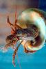 Hermit Crab, AARV01P10_05B.2565