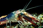 Freshwater blueclaw Crayfish, (Cherax quadricarinatus), Malacostraca, Decapoda, Parastacidae, AARV01P10_09