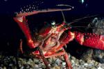 Red Crayfish, Claws, AARV01P10_13.1708