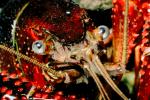 Red Swamp Crayfish, Beady Eyes, (Procambarus clarkii), AARV01P10_16.1708