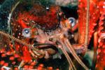 Red Crayfish, AARV01P10_16