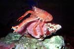Tuna Crab, (Pleuroncodes planipes), Malacostraca, Decapoda, Galatheidae, Pelagic Red Crab, AARV01P11_05
