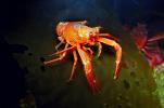 Tuna Crab, (Pleuroncodes planipes), Malacostraca, Decapoda, Galatheidae, Pelagic Red Crab, AARV01P11_06.1708