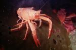 Tuna Crab, (Pleuroncodes planipes), Malacostraca, Decapoda, Galatheidae, Pelagic Red Crab, AARV01P11_06