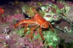 Tuna Crab, (Pleuroncodes planipes), Malacostraca, Decapoda, Galatheidae, Pelagic Red Crab, AARV01P11_08.1708