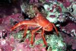 Tuna Crab, (Pleuroncodes planipes), Malacostraca, Decapoda, Galatheidae, Pelagic Red Crab, AARV01P11_08