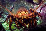 California Spiny Lobster, (Panulirus interruptus), Malacostraca, Decapoda, Achelata, Palinuridae, AARV01P11_10.1708