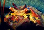 California Spiny Lobster, (Panulirus interruptus), AARV01P11_11.1708