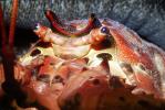 California Spiny Lobster, (Panulirus interruptus), Malacostraca, Decapoda, Achelata, Palinuridae, AARV01P11_11