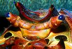 California Spiny Lobster, (Panulirus interruptus), Malacostraca, Decapoda, Achelata, Palinuridae, AARV01P11_11B.1708