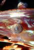 Spot Shrimp, California Spot Prawn, (Pandalus platyceros), Malacostraca, Decapoda, Caridea, Pandalidae, AARV01P11_16