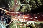 Spot Shrimp, California Spot Prawn, (Pandalus platyceros), Malacostraca, Decapoda, Caridea, Pandalidae, AARV01P11_17