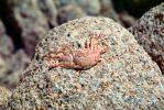Crab, Baja California Sur, Mexico