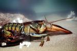 Lobster, AARV01P13_06