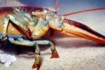 Lobster, AARV01P13_07