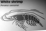White Shrimp, Panaeus vannamei, Malacostraca, Decapoda, Dendrobranchiata, Penaeidae, (Panaeus vannamei), AARV01P13_12