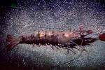 Giant tiger prawn, Asian tiger shrimp, (Penaeus monodon), Malacostraca, Decapoda, Dendrobranchiata, Penaeidae, marine, AARV01P13_13