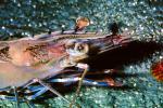 Giant tiger prawn, Asian tiger shrimp, (Penaeus monodon), Malacostraca, Decapoda, Dendrobranchiata, Penaeidae, marine, AARV01P13_14